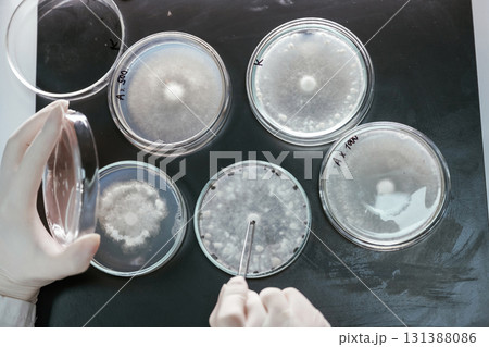 In gloves. Woman is working with Sclerotinia that is in the rounded containers in the laboratory 131388086