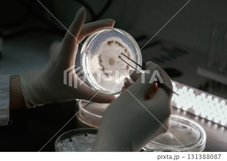 Woman is working with Sclerotinia that is in the rounded containers in the laboratory 131388087