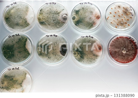 In the row. Trichoderma and Sclerotinia in the laboratory in the special rounded containers 131388090
