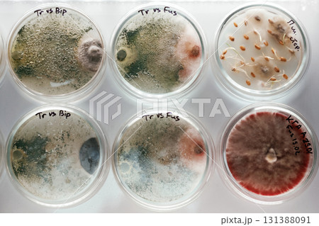 In the row. Trichoderma and Sclerotinia in the laboratory in the special rounded containers 131388091