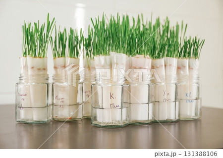 Bunch of objects. Green plants in the glass, laboratory Bunch of objects. Green plants in the glass, laboratory 131388106