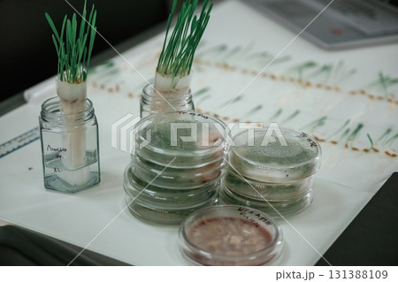 Green plants in the glass, laboratory 131388109