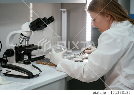 In gloves. Woman is working with Sclerotinia that is in the rounded containers in the laboratory In gloves. Woman is working with Sclerotinia that is in the rounded containers in the laboratory 131388183
