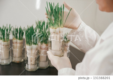 Holding plants. Woman is working in the laboratory with grass, agriculture plants 131388201