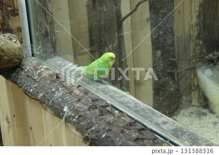 Melopsittacus undulatus, a parrot of light green color, sits behind the glass in the zoo. Keeping birds 131388316