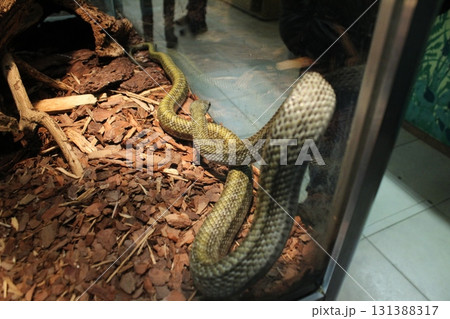 Elaphe climacophora snake snake snake in aquarium crawling 131388317