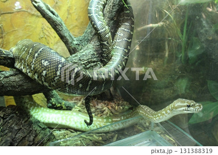 Two snakes in a terrarium aquarium. Snakes living in the same space Two snakes in a terrarium aquarium. Snakes living in the same space 131388319