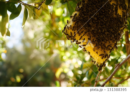 A bee colony builds a honeycomb nest hanging from a tree branch. A bee colony builds a honeycomb nest hanging from a tree branch. 131388395