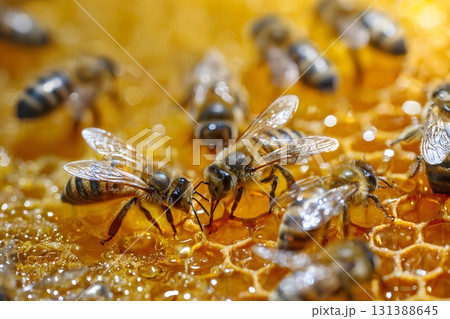 Bees work on a honeycomb with honey. Bees work on a honeycomb with honey. 131388645