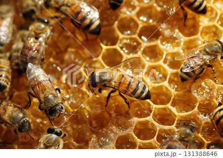 Bees work on a honeycomb filled with honey. 131388646