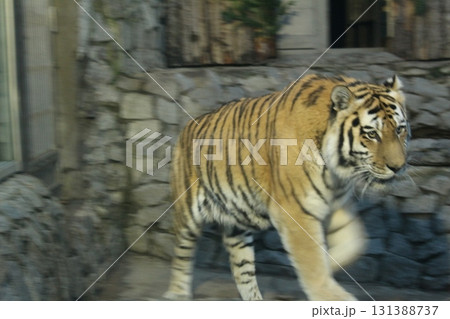 Striped orange and black tiger in the zoo behind glass. Dangerous predators Striped orange and black tiger in the zoo behind glass. Dangerous predators 131388737