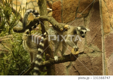 Close-up of Lemur catta in the zoo enclosure Close-up of Lemur catta in the zoo enclosure 131388747