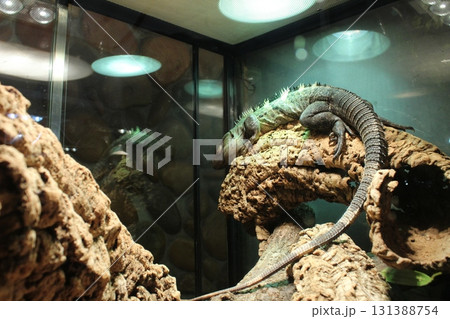 Ctenosaura bakeri dark colored iguana sitting on a snag in a terrarium aquarium 131388754