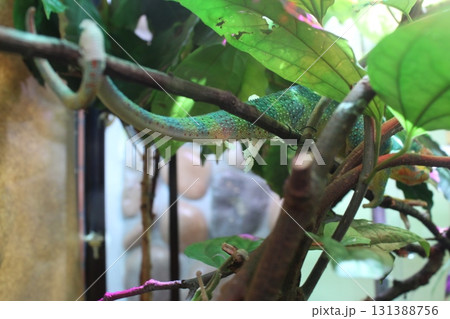 A green chameleon is sitting on a branch, hiding. Chameleon A green chameleon is sitting on a branch, hiding. Chameleon 131388756