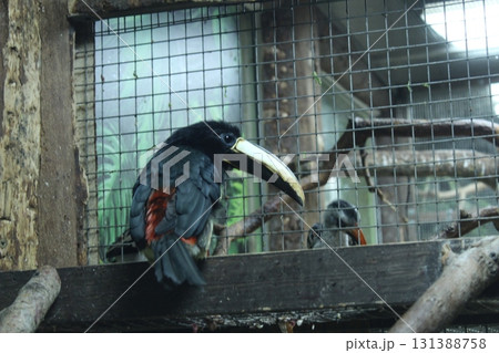 Black-Necked Aracari Black and Yellow Bird in Zoo Enclosure Black-Necked Aracari Black and Yellow Bird in Zoo Enclosure 131388758