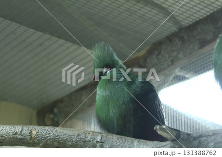 Guinea turaco parrot. Large green parrot sitting on a branch close-up 131388762