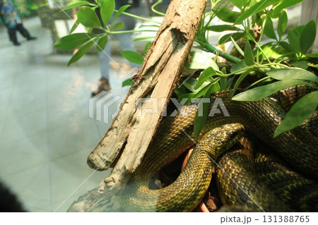 Elaphe carinata crawls on a tree among the leaves 131388765