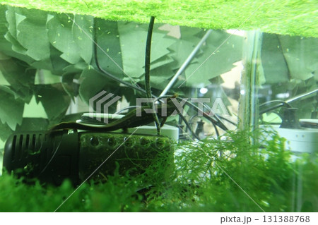 Amphibian in the water of the aquarium against the background of algae and water. Amphibians in the aquarium 131388768