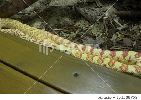 A gopher snake of bright yellow color with stripes lies behind the glass close-up A gopher snake of bright yellow color with stripes lies behind the glass close-up 131388769