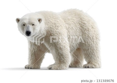 A white polar bear stands looking forward on a plain background. 131389076