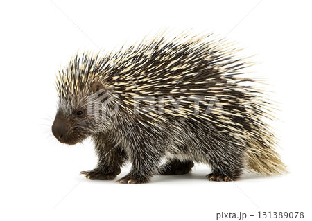 The porcupine walks alone on the white background. 131389078