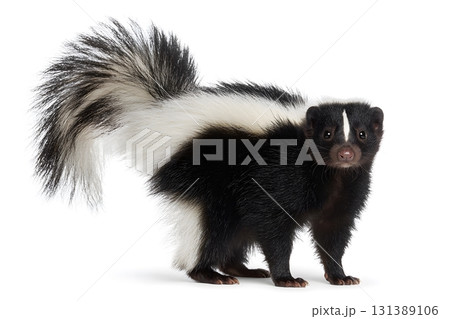 A skunk stands alert with its tail raised on a white background. 131389106