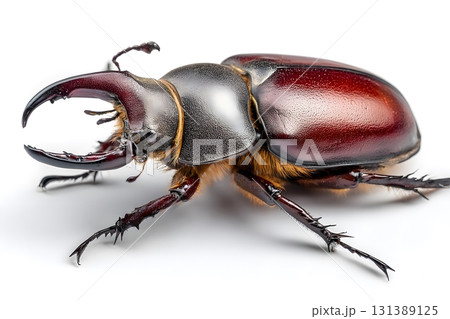 A stag beetle displays its large pincers on a white background. 131389125
