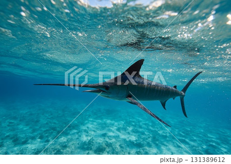 Blue marlin swordfish swimming gracefully through clear ocean waters with vibrant marine life 131389612