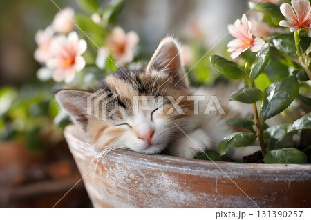 Cute cat sleeping peacefully among green leaves and delicate pink flowers. 131390257