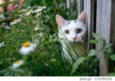A white cat peeks from behind a wooden fence amongst green grass and white flowers. 131390292