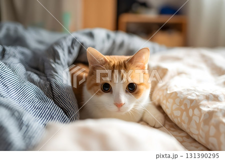 A cute cat peeking out from under blankets and looking at the camera. 131390295