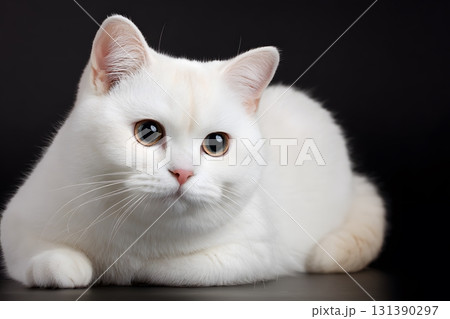 A white cat rests calmly with its paws tucked under 131390297