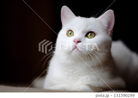 A white cat looks up with bright green eyes. 131390299