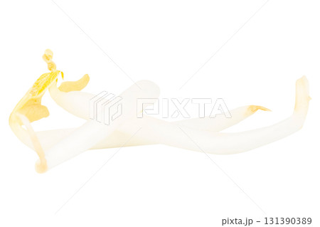 Pile of Bean Sprouts on White Background Pile of Bean Sprouts on White Background 131390389