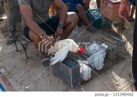 Cage with hens at Douz livestock market, Tunisia. Unrecognizable peopleck market, Tunisia 131390482