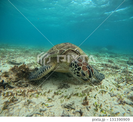 海亀と泳ぐ人 131390909