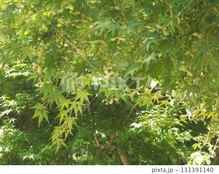 山のもみじ 131391140