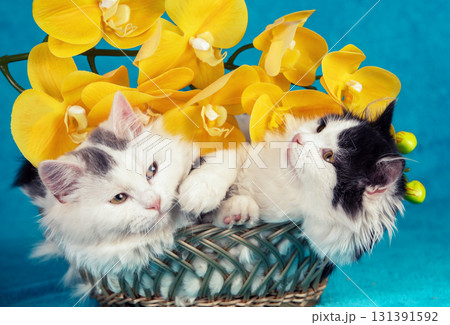 Two funny little kittens lying in a basket with yellow artificial Phalaenopsis Orchid flowers on a blue background Two funny little kittens lying in a basket with yellow artificial Phalaenopsis Orchid flowers on a blue background 131391592