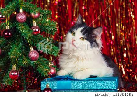 Black and white kitten lies near decorated Christmas tree with blue gift box on red blanket Black and white kitten lies near decorated Christmas tree with blue gift box on red blanket 131391598