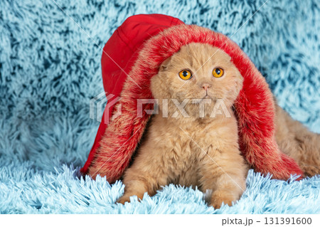 Cute funny cat in a red hood with fur sits on a blue blanket 131391600