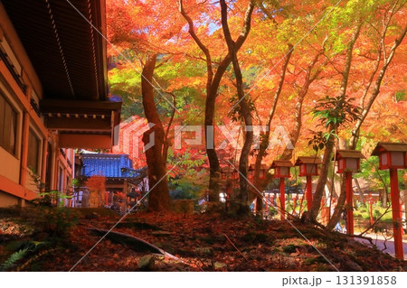日吉大社(滋賀県大津市)境内の紅葉 日吉大社(滋賀県大津市)境内の紅葉 131391858