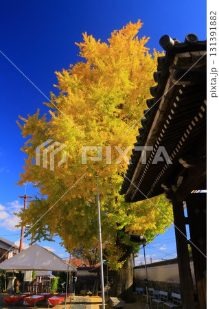 黄葉したイチョウと山門（近江西国三十三霊場　比叡山　生源寺）滋賀県大津市 131391882