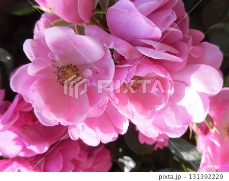 ピンクの花 131392229