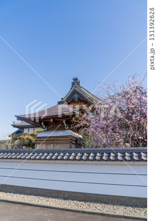 常念寺の春の景色 常念寺の春の景色 131392628