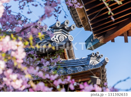 常念寺の春の景色 常念寺の春の景色 131392633