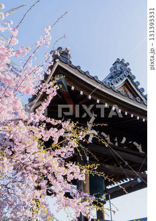 春の常念寺の風景 春の常念寺の風景 131393331