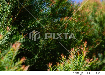 Melaleuca bracteata macro leaves small world Melaleuca bracteata macro leaves small world 131393345