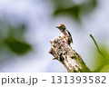 Middle spotted woodpecker (Dendrocopos medius) sitting in a tree trunk Middle spotted woodpecker (Dendrocopos medius) sitting in a tree trunk 131393582