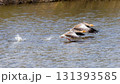 Greylag goose couple flying over the lake. in Parc Natural dels Aiguamolls del Emporda, Catalonia, Spain Greylag goose couple flying over the lake. in Parc Natural dels Aiguamolls del Emporda, Catalonia, Spain 131393585