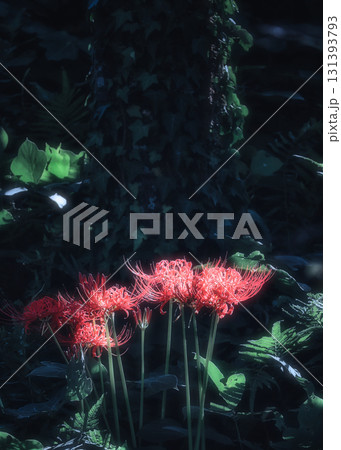 彼岸花 彼岸花 131393793